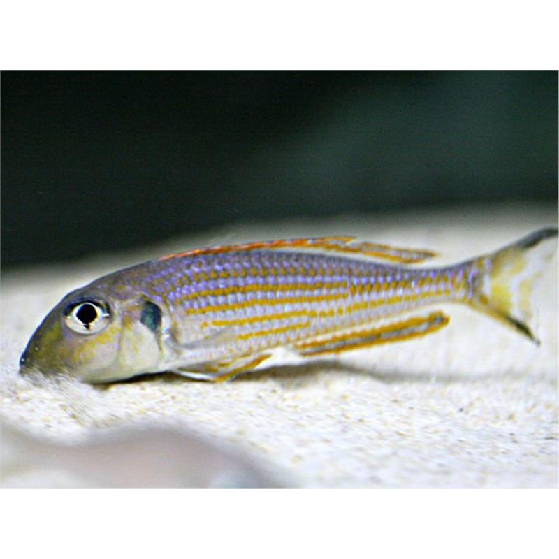 Xenotilapia ochrogenys kigoma - imagine 5
